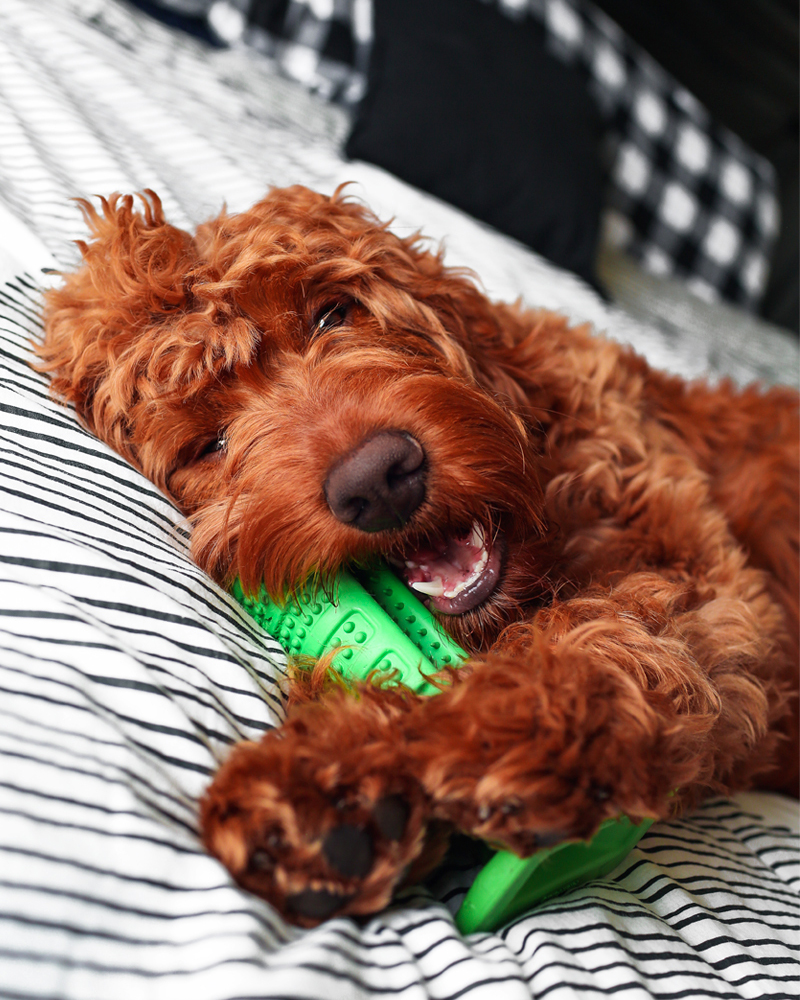 dog chewing on toy 2019