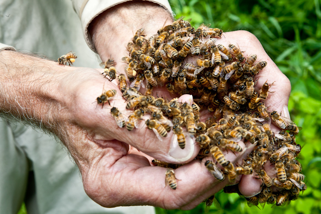 Bees in Burt Hands Close-up.jpg