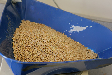 Grains.jpg