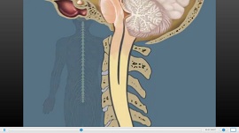 nervous-system.jpg