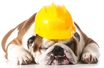 dog-bull-dog.jpg