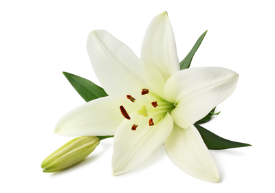 flower.jpg