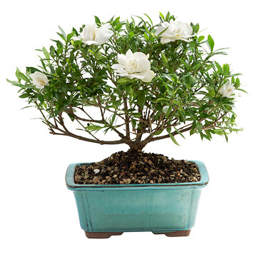 Gardenia-Bonsai.jpg