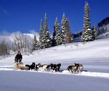 Wyoming-Dogsledding.jpg