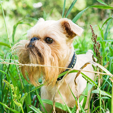 iStock_000014344177.jpg