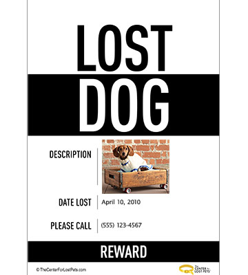 lost-dog.jpg