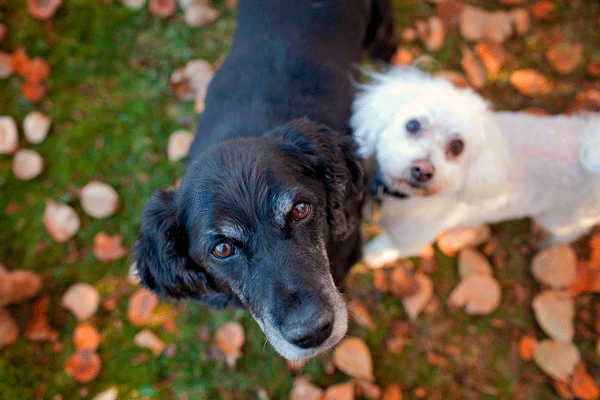 OldDogHaven-IMG_3318.gif