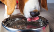 beagle dog drinking from metal bowl