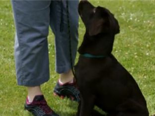 How To Train a Dog