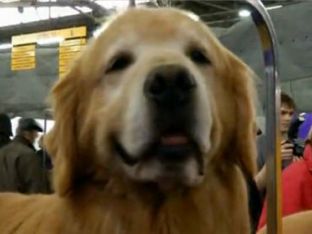 Best Big Dogs for Kids