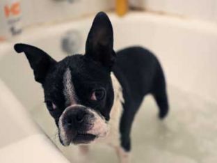 Keep Pets Bug Free in the Summertime