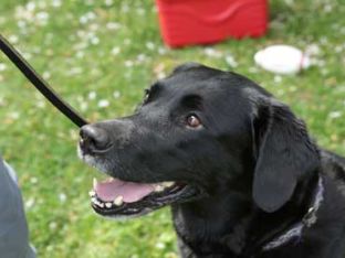Help Your Pet Avoid Summer Hazards