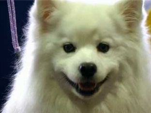 Best Small Dogs for Kids 3