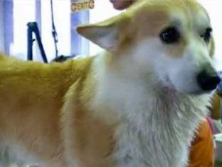 Best Small Dogs for Kids