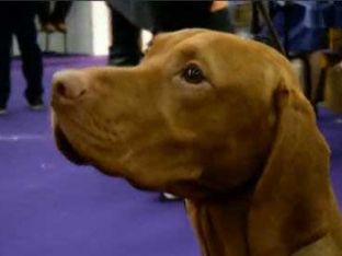 Best Dogs for Families 2
