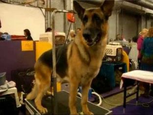 Best Big Dogs for Kids 3