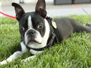 Keep Pets Safe From Summer Heat