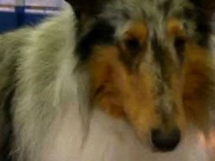Best Dogs for Families