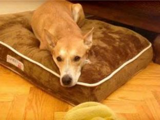 Get Fit with Your Dog