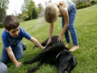 How to Train a Dog with Kids