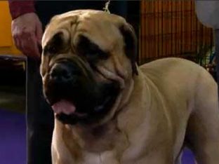 Best Big Dogs for Kids 2
