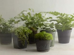 How to Plant a Terrarium