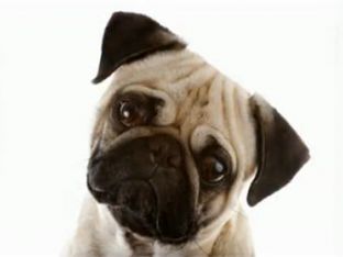 Dog Expressions and What They Mean