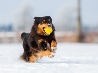 Dog running in snow