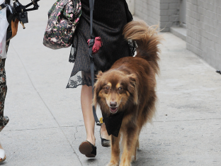 Amanda Seyfried and her dog Finn