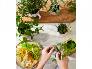 drying herbs