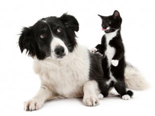 animal doppelganger