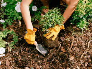 recharge gardening