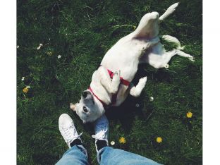 pet flea and tick protection
