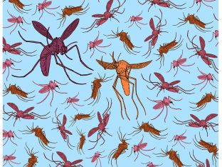 Mosquito illustration