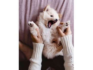 cute puppy