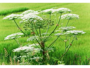 giant hogweed