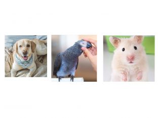 pets