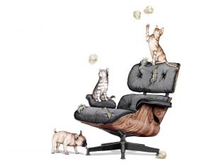 pets behaving badly