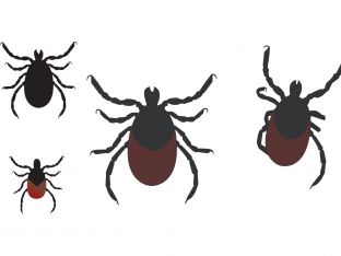 ticks