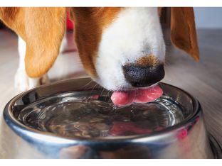 beagle dog drinking from metal bowl