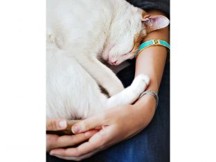 fostering a pet