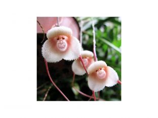 orchid looks like a monkey