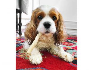 dog with treat in its mouth