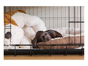 puppy in crate