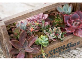 succulents