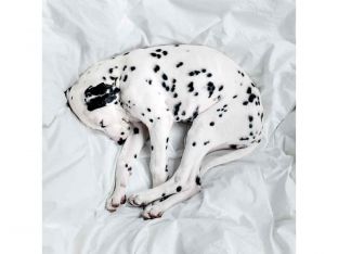 Dalmatian puppy