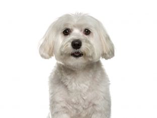 white maltese dog