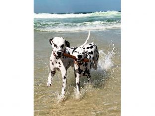 active Dalmatian dogs having fun on beach