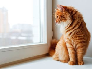 cat sitting solo on window sill