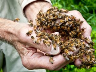 Bees in Burt Hands Close-up.jpg